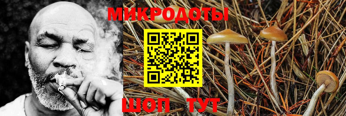 Галлюциногенные грибы Psilocybine cubensis Самара